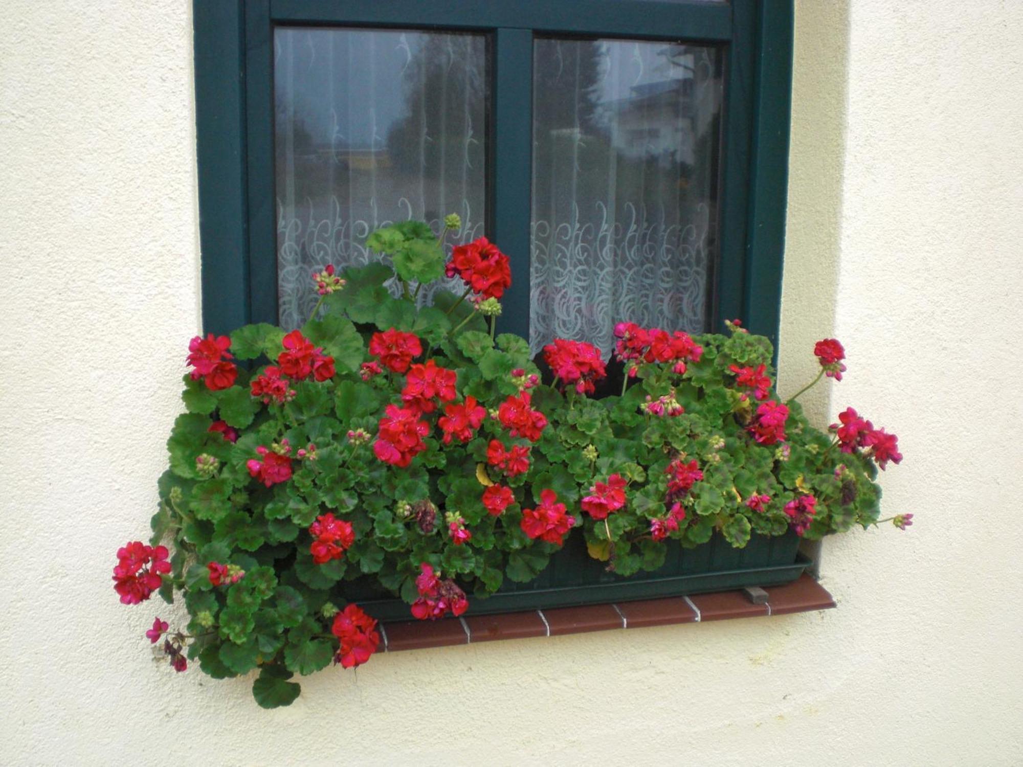 Appartamento Kleine Sonnenblume Ueckermünde Esterno foto